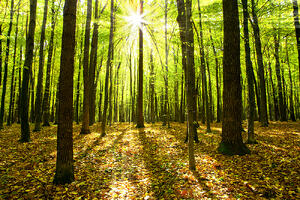 shutterstock_128768312