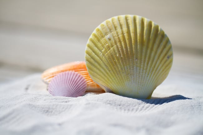 shells.jpg